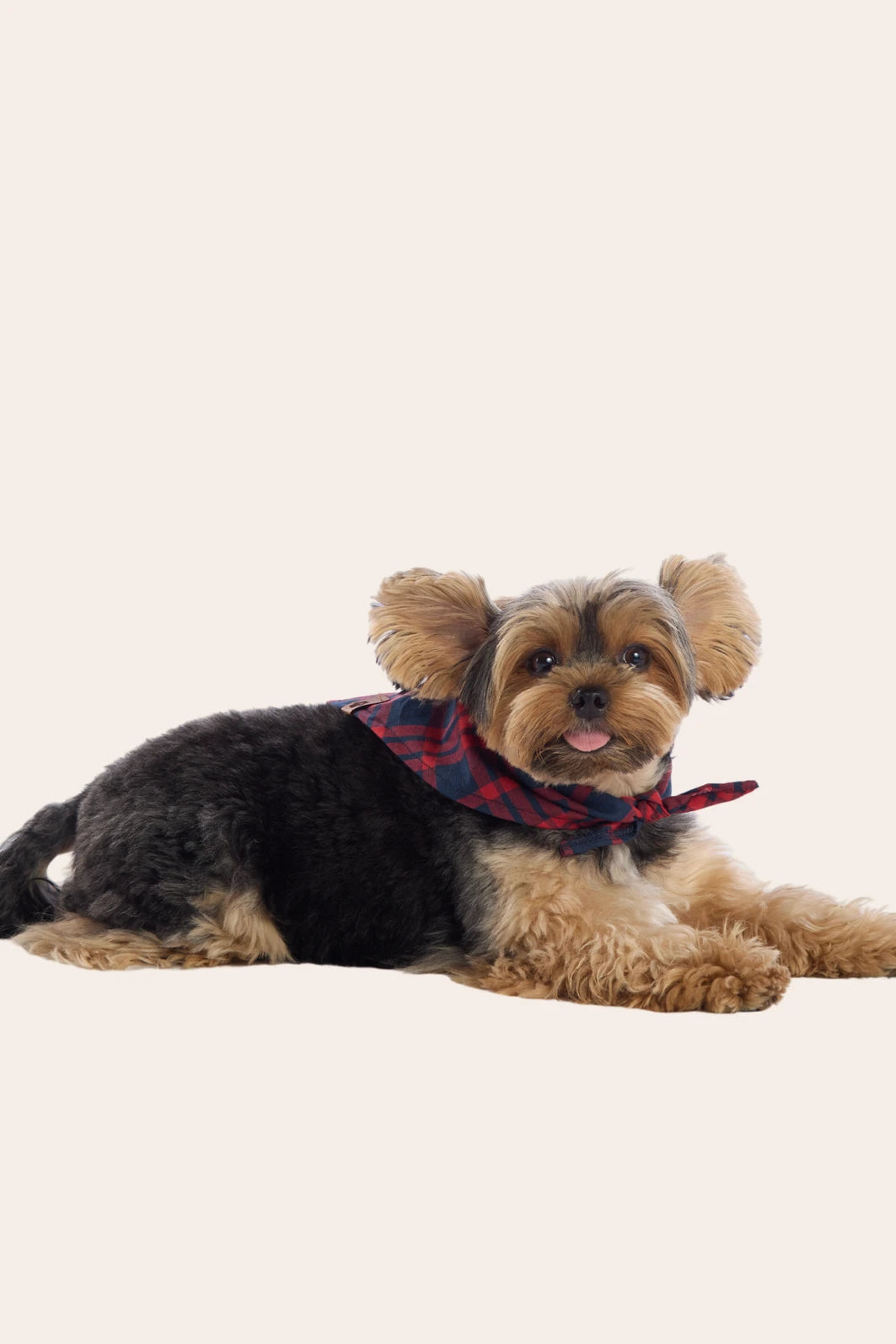 Bandana Canina Algodão Xadrez Vermelho e Azul – Pzama® 030159